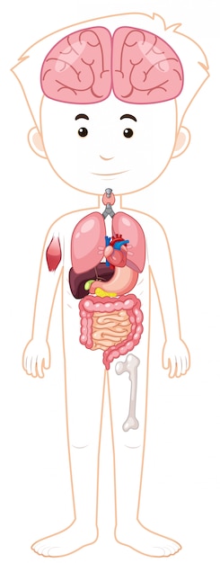 Vector un cuerpo humano y órganos