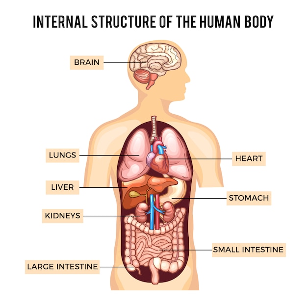 Cuerpo humano y sistemas de órganos.