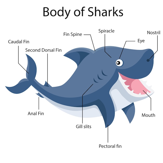 Vector cuerpo ilustrador de tiburones.