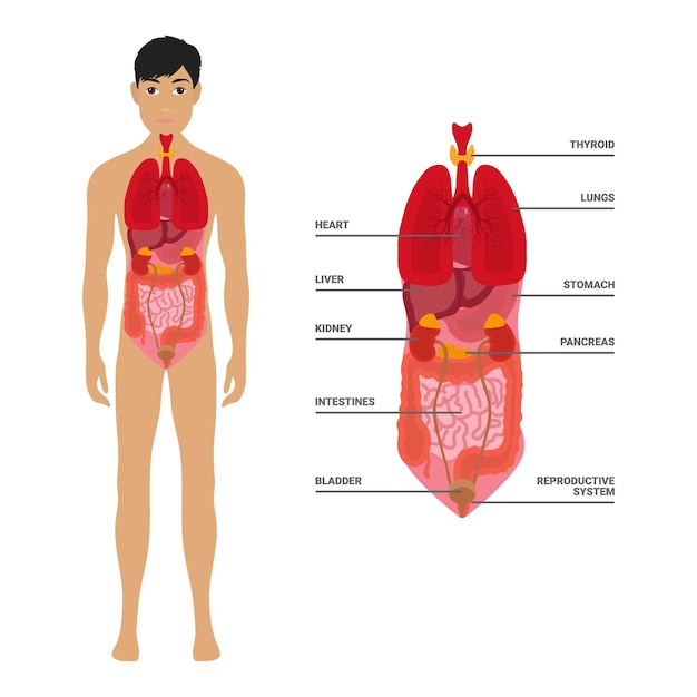 Cuerpo masculino humano con órganos internos pulmones corazón tiroides estómago hígado riñones intestino páncreas