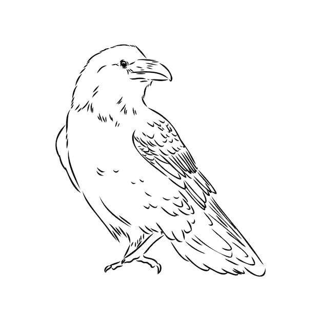 Cuervo negro dibujado a mano Cuervo pájaro dibujo vector ilustración
