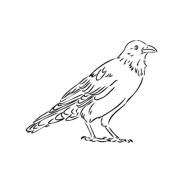 Cuervo negro dibujado a mano cuervo pájaro dibujo vector ilustración