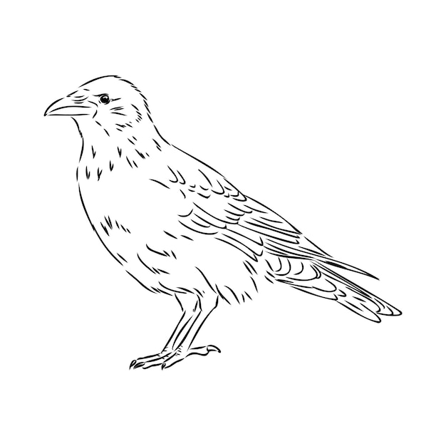 Cuervo negro dibujado a mano Cuervo pájaro dibujo vector ilustración
