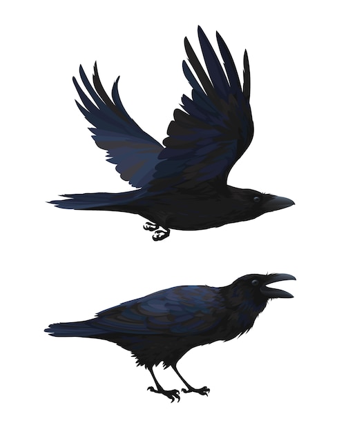 Cuervo realista volando y sentado. Graznar. Ilustración colorida del pájaro inteligente Corvus Corax
