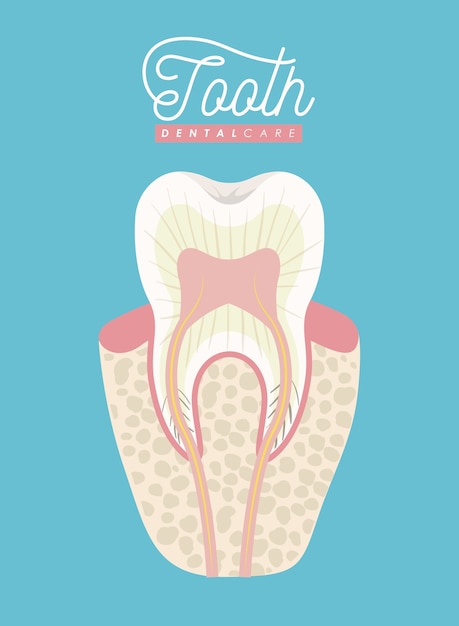 Vector cuidado dental de la anatomía del diente en el cartel de color