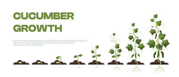 Cultivo ecológico de pepinos Cultivo ecológico de pepinos con raíces