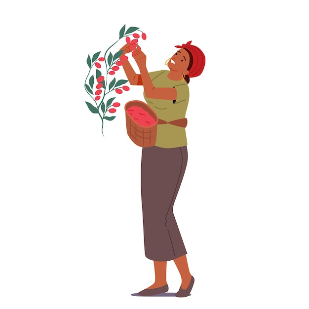 Cultivo de la industria del cultivo del café Mujer africana Agricultora Trabajar en plantación Personaje femenino Recolección Cosecha