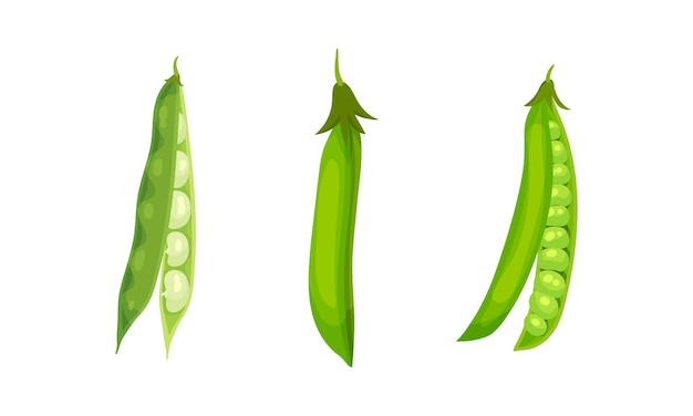 Cultivo de legumbres o legumbres con conjunto vectorial de vainas y frijoles