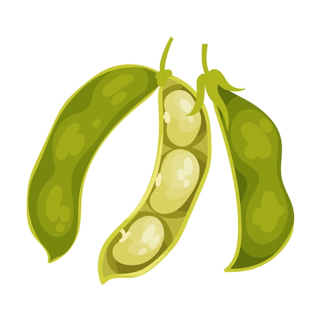Cultivo de legumbres o legumbres con ilustración vectorial de vainas y frijoles