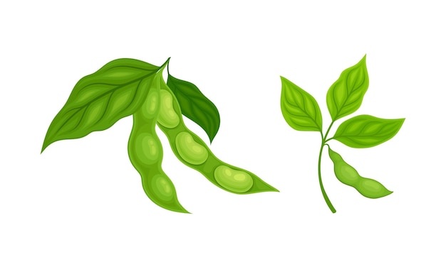 Cultivo de legumbres o legumbres de soja con vaina verde y conjunto vectorial de frijoles