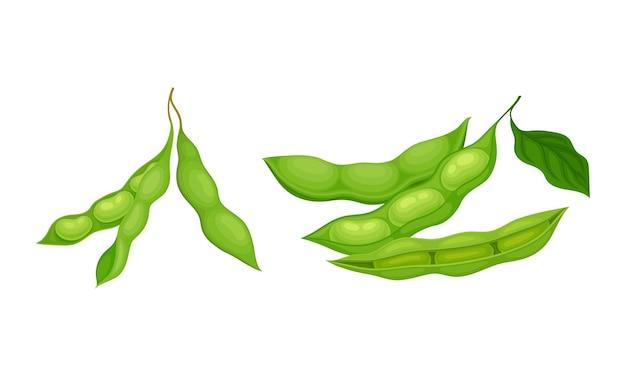 Cultivo de legumbres o legumbres de soja con vaina verde y conjunto vectorial de frijoles
