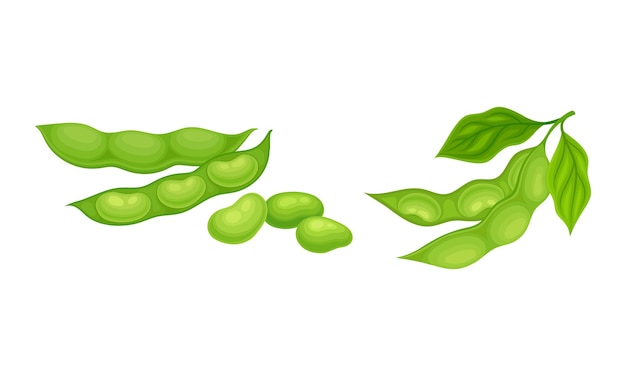 Cultivo de legumbres o legumbres de soja con vaina verde y conjunto vectorial de frijoles