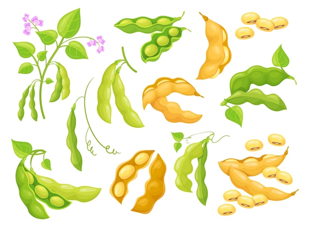cultivo de soja verde blanco y amarillo dibujos animados soja semillas plantas agricultura verduras cultivo de proteínas alimentos ilustración vectorial ordenada