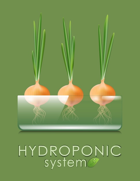 Cultivo de verduras y hierbas en un sistema hidropónico Cebolletas cultivadas en agua Sistemas de cultivo aeropónico e hidropónico conveniencia y limpieza