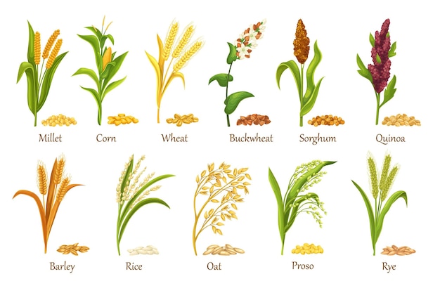 Vector cultivos de cereales de pasto, ilustración de vector de planta agrícola. establecer semillas de granos de montón, cosecha de cultivos agrícolas. plantas de cereales de arroz, trigo, maíz, centeno, cebada, mijo, trigo sarraceno, sorgo, avena, quinua, proso.