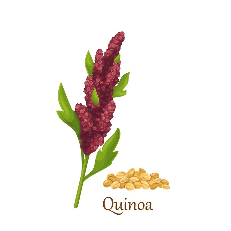 Vector cultivos de cereales de pasto de quinua, planta agrícola