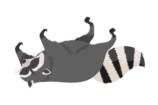 Curiosos animales mapaches acostados de espaldas con las patas hacia arriba ilustración vectorial