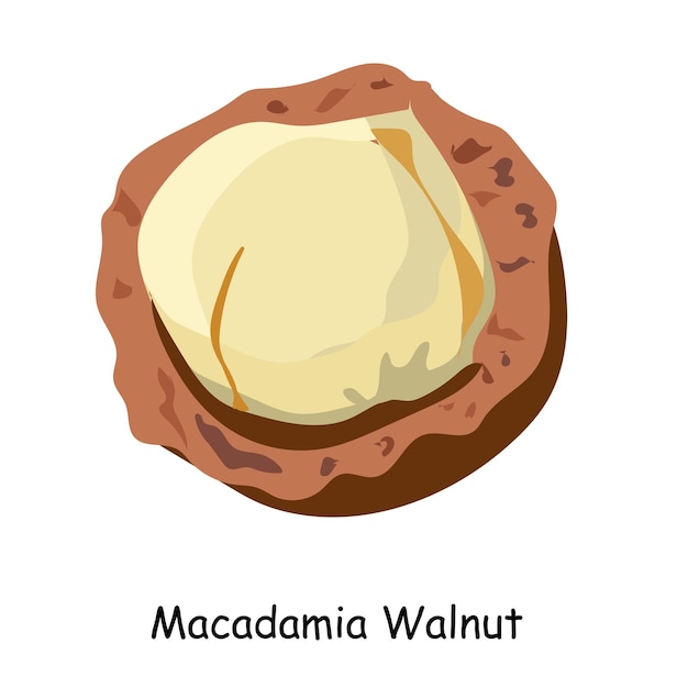 Cute dibujos animados de nuez de macadamia. Ilustración vectorial aislada sobre fondo blanco.
