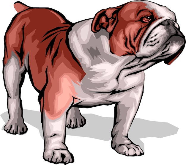 Vector cute olde english bulldogge dibujos animados dibujados a mano animales de compañía comic vector ilustración