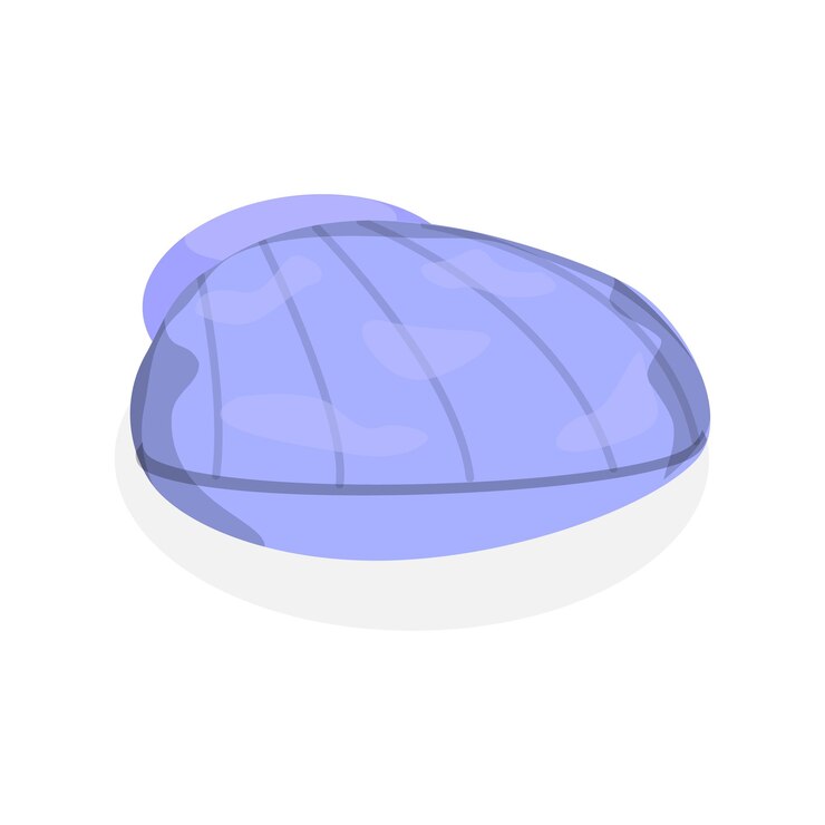 Vector d conjunto de vector plano isométrico de conchas marinas elemento de conchas de berberecho del océano