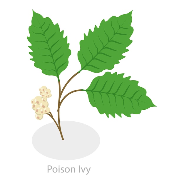 D Ilustración isométrica de vector plano de la alergia de la hiedra venenosa a las plantas venenosas