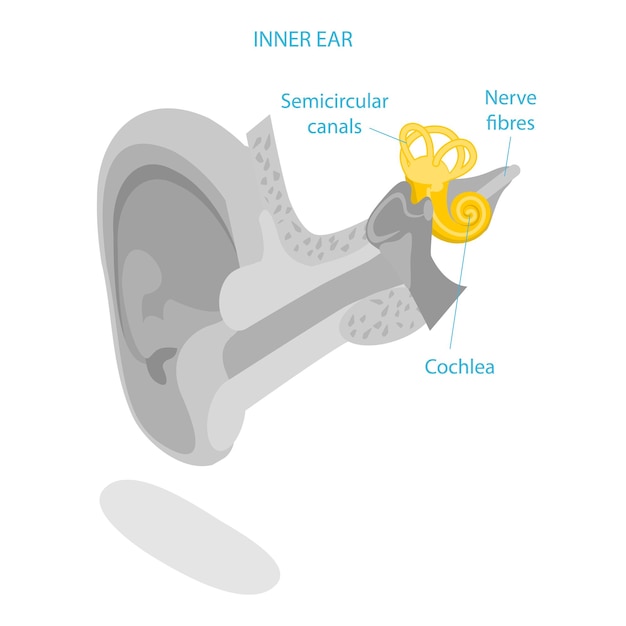 Vector d ilustración isométrica de vector plano de la anatomía del oído humano etiquetada como elemento de esquema médico