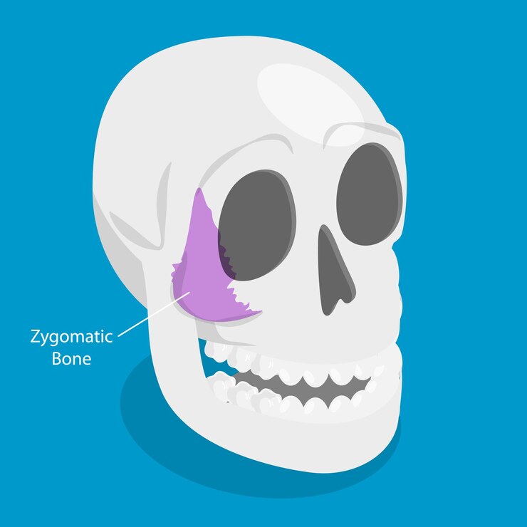 Vector d ilustración isométrica de vector plano del hueso zigomático de la anatomía del cráneo humano