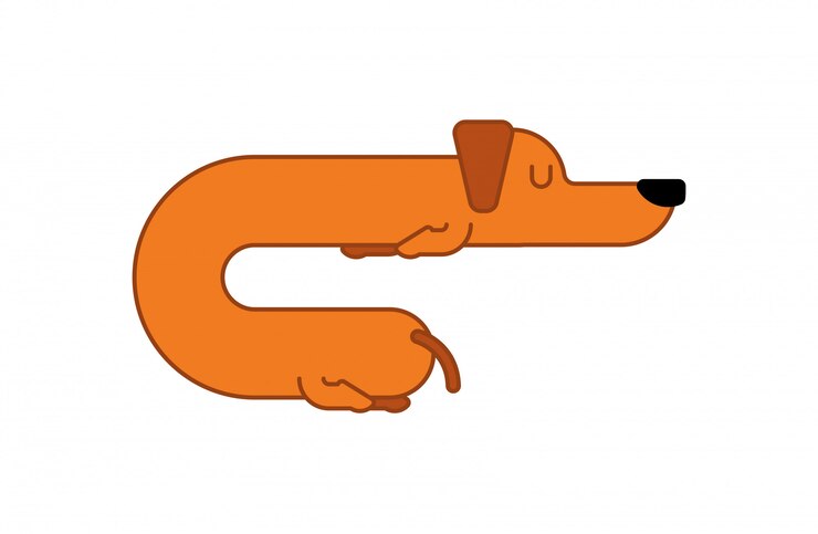 Dachshund duerme estilo lineal.