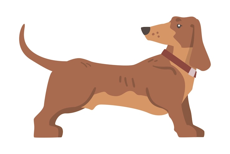 Vector dachshund o perro tejón como raza de sabueso de patas cortas y cuerpo largo con vector de collar de pie