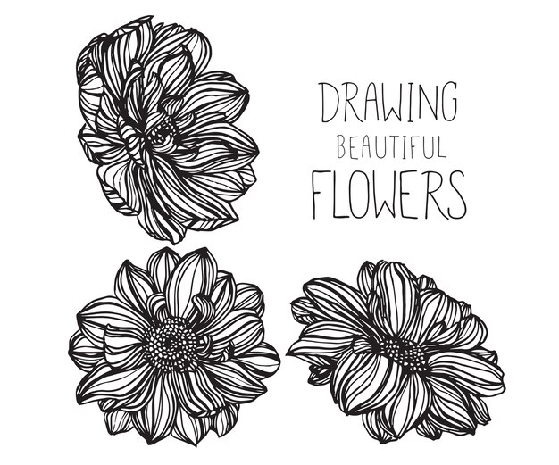 Dahlia flower and leaf drawings