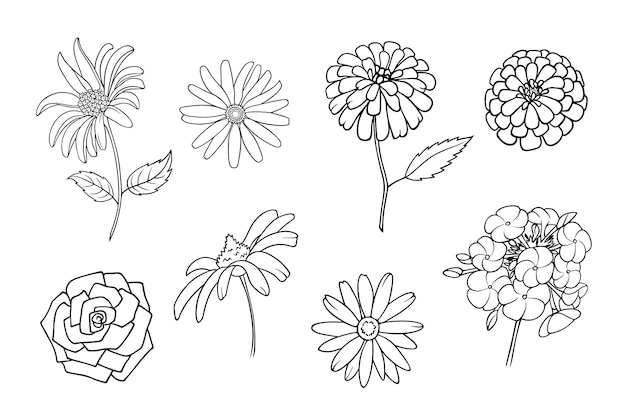 Dalia rosa phlox heliopsis y margarita en línea arte dibujado a mano conjunto de flores aisladas