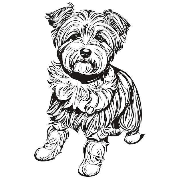 Dandie Dinmont Terriers perro negro dibujo vector aislado cara pintura boceto línea ilustración realista raza mascota