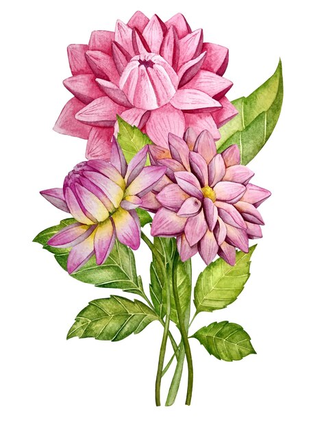 Decoración floral con ilustración de acuarela de vector de flor de Dalia.