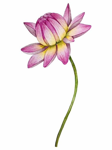 Decoración floral con ilustración de acuarela de vector de flor de Dalia.