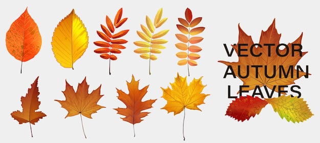 Decoración de la naturaleza otoñal. Hojas de otoño cayendo diseño gráfico. Fondo de vector específico de la temporada de otoño.