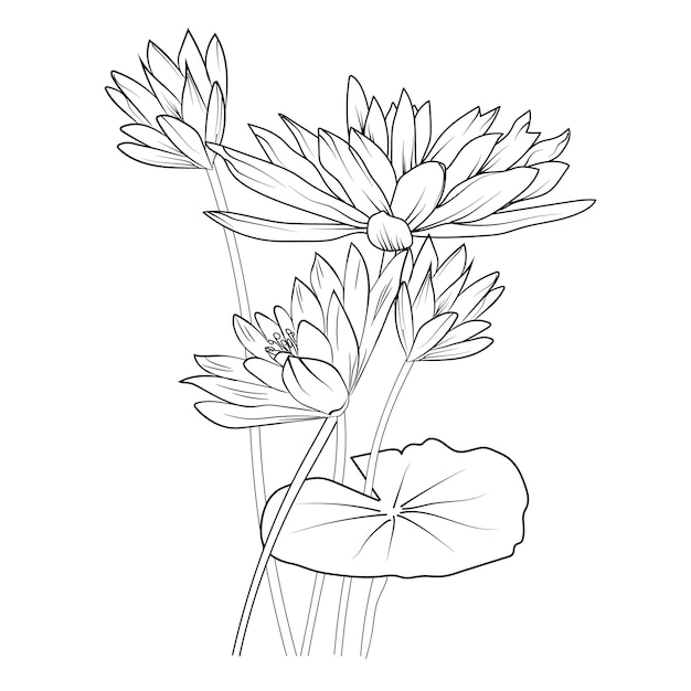 Decoración de la pared de lirio de agua ilustración en blanco y negro flor de aster contorno de stock dibujo vectorial clip art