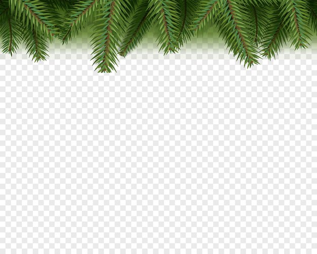 Decoraciones de navidad. Ramas de pino de hoja perenne aisladas en transparente