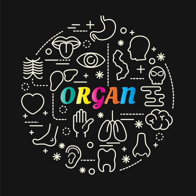 degradado colorido órgano con iconos de línea