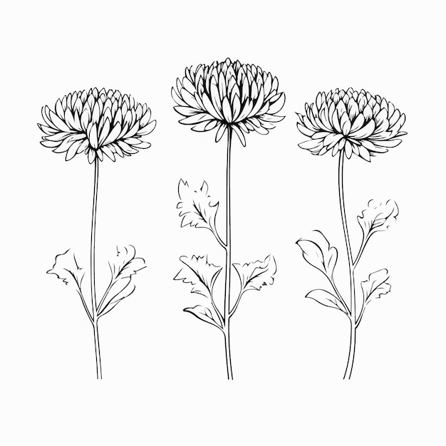 Delicadas ilustraciones vectoriales de crisantemos que muestran la complejidad de sus pétalos