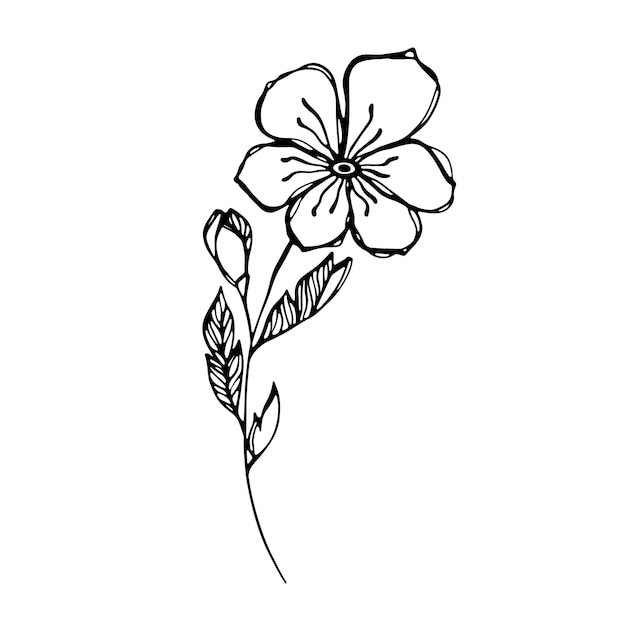 Delicado boceto en blanco y negro de una flor de primavera Ilustración vectorial en estilo dibujado a mano