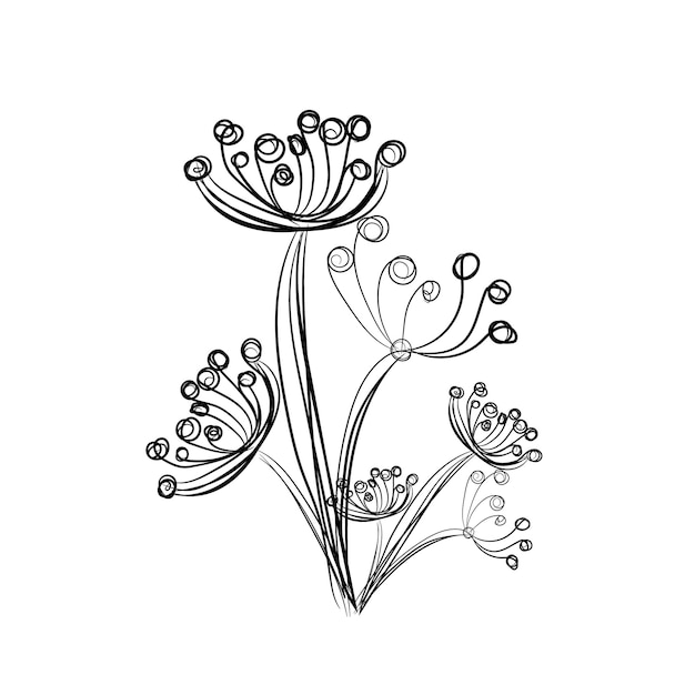 El delicado boceto de la flor del eneldo