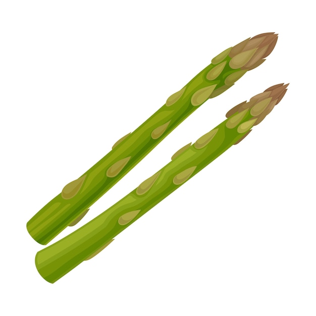 Deliciosa verdura de espárragos verdes frescos aislados en un fondo blanco Ilustración vectorial Concepto de ingrediente de comida vegana