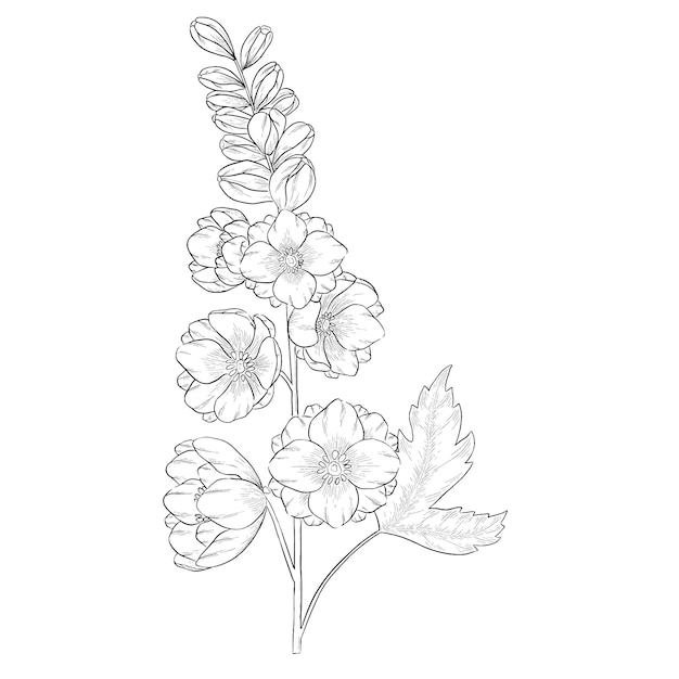 Delphinium contorno vector ilustración botánica