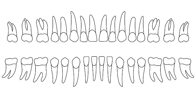 dentadura