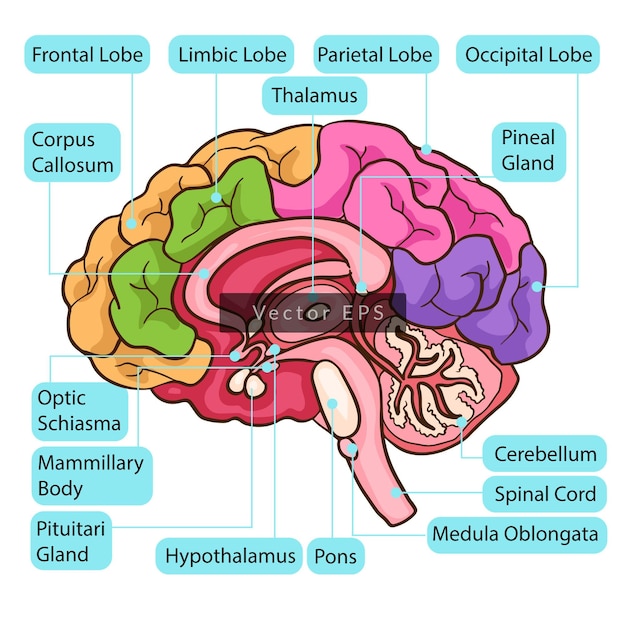 Vector dentro del cerebro humano las partes del cuerpo anatomía