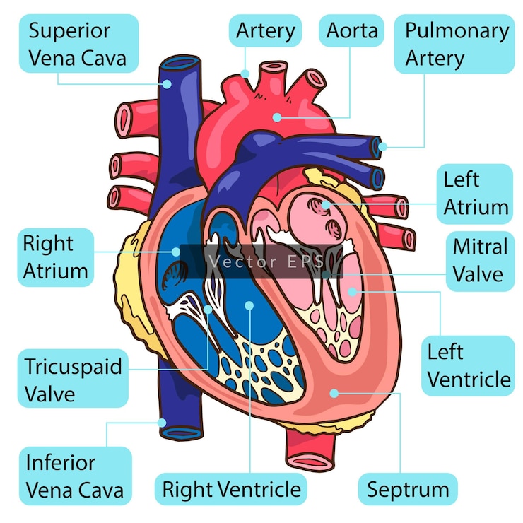Dentro del corazón humano las partes del cuerpo anatomía