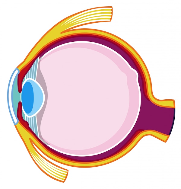 Vector dentro del ojo