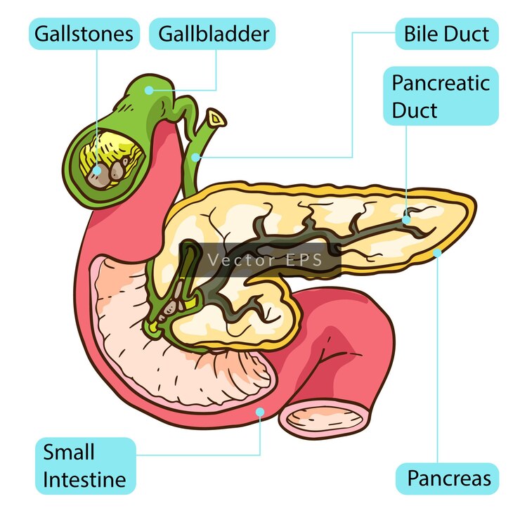 Dentro del páncreas humano Partes del cuerpo Anatomía