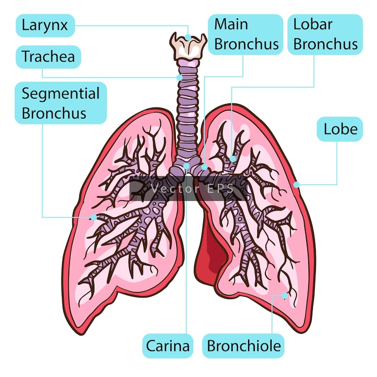 Dentro de los pulmones humanos partes del cuerpo anatomía