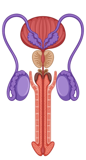 Vector dentro del sistema reproductor masculino